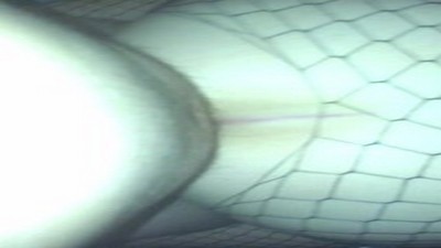 Молодая жена, Жена сосёт,